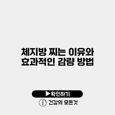 체지방 찌는 이유와 효과적인 감량 방법