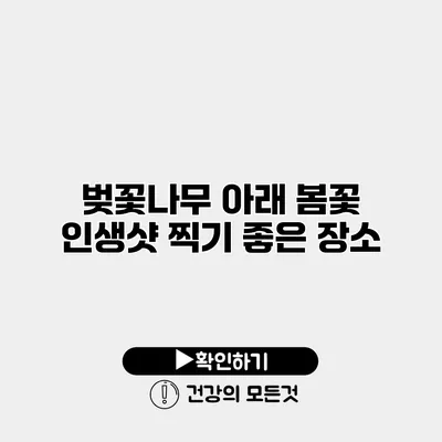 벚꽃나무 아래 봄꽃 인생샷 찍기 좋은 장소