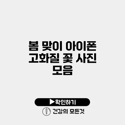 봄 맞이 아이폰 고화질 꽃 사진 모음