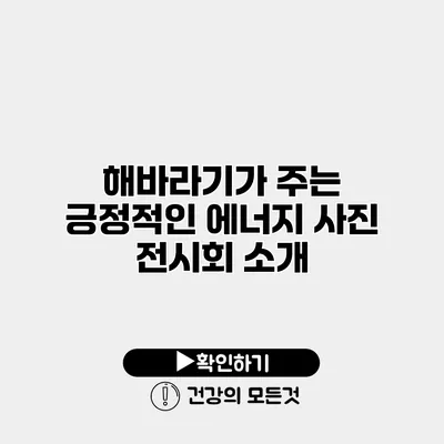 해바라기가 주는 긍정적인 에너지 사진 전시회 소개